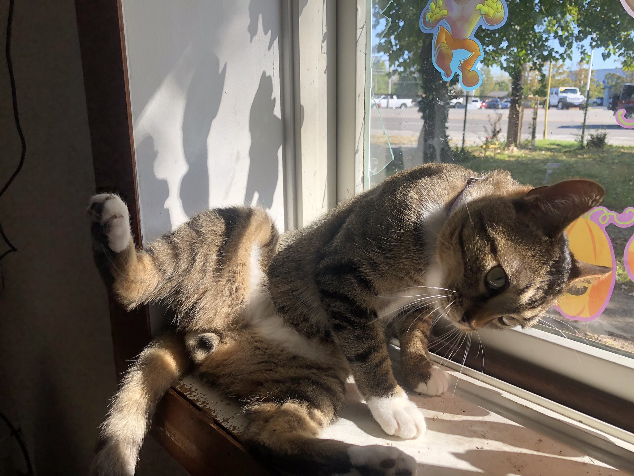 Hannah Strigoi on Twitter: "Maybe Zuki should do my Onlyfans 😂😭…