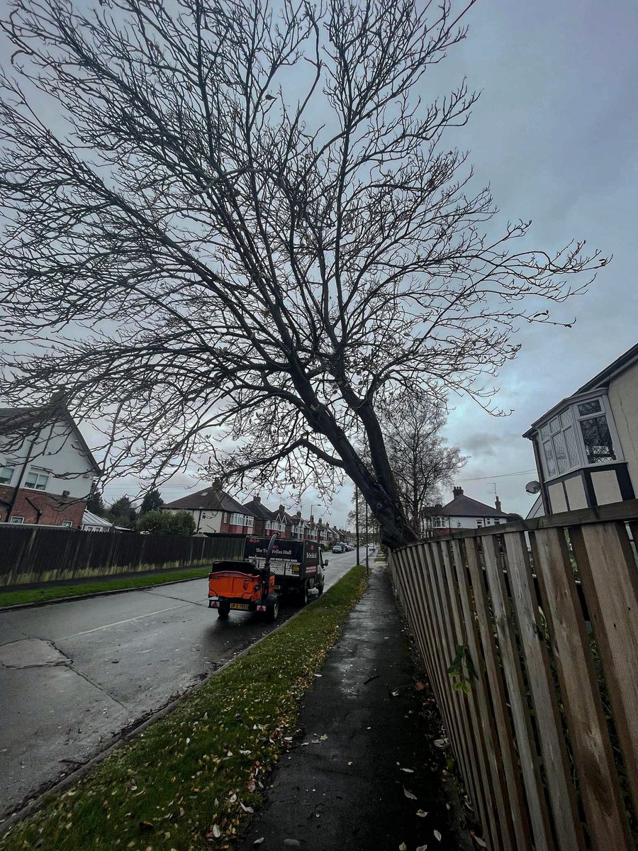 The Tree Fellas Hull Ltd tweet media