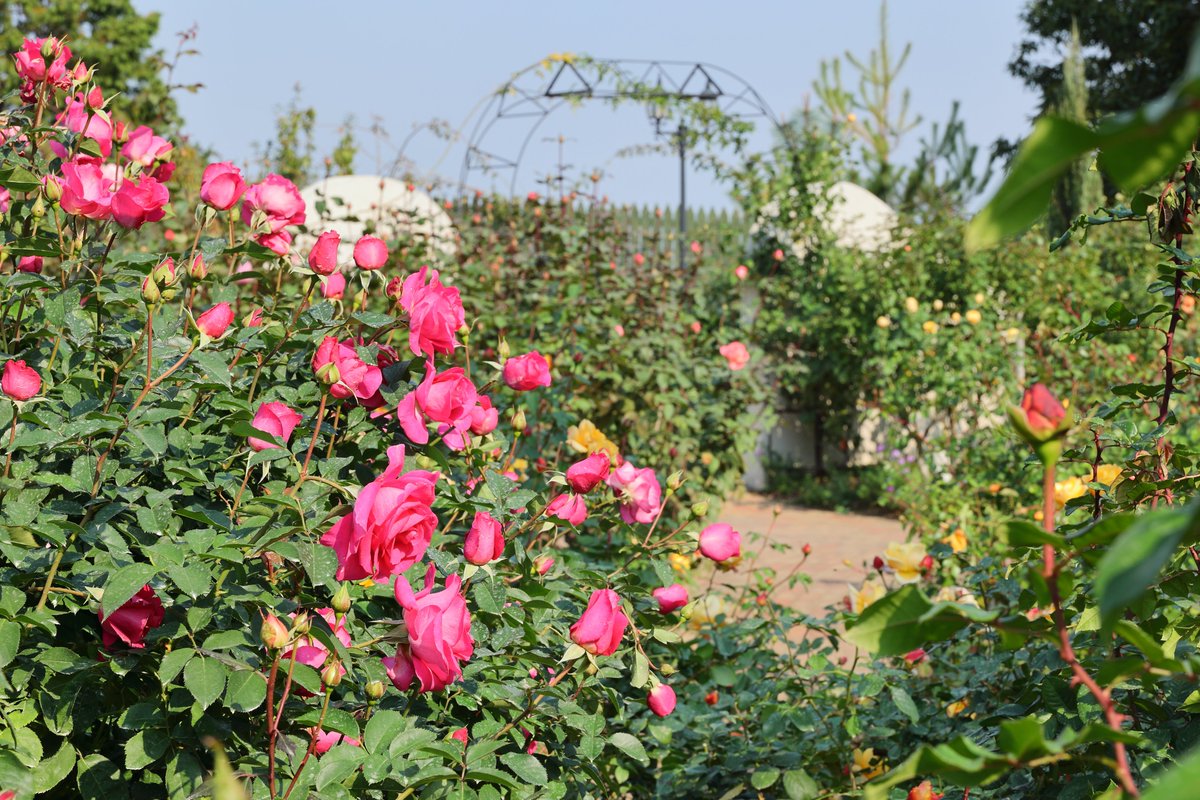 newreoma's tweet photo. アリスイングリッシュローズガーデンを歩くと・・・
色とりどりのバラ♪
ガーデンの中にバラの花が、可愛く飾られているカモ!?
探してみて下さいね♪♪
#reoma #レオマ #レオマワールド #秋バラ #ローズガーデン #11/30まで #レオマリゾート #花のある風景 #花の写真 #花の写真館 https://t.co/2cS7StiNF6