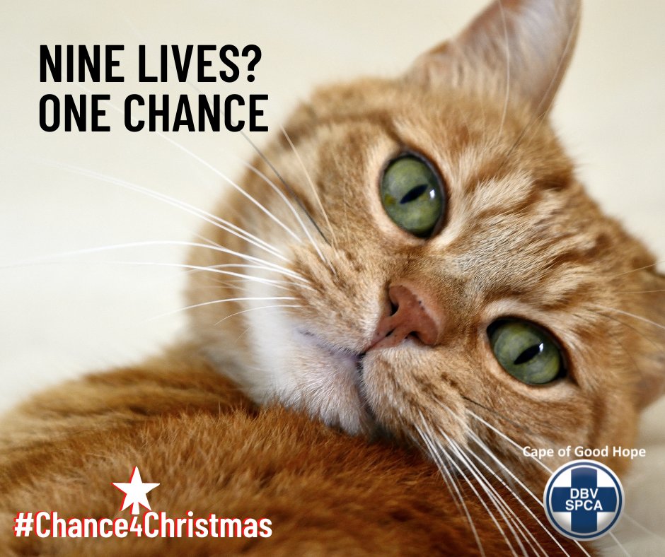 capespca's tweet photo. Cats can’t ‘look after themselves’ when they’re dumped. They’ll add to the hundreds of animals that are streaming through our doors. It’s sad and serious. Please help us care for them here https://t.co/YaZqCD7BS9 https://t.co/Zdm41lwwqD