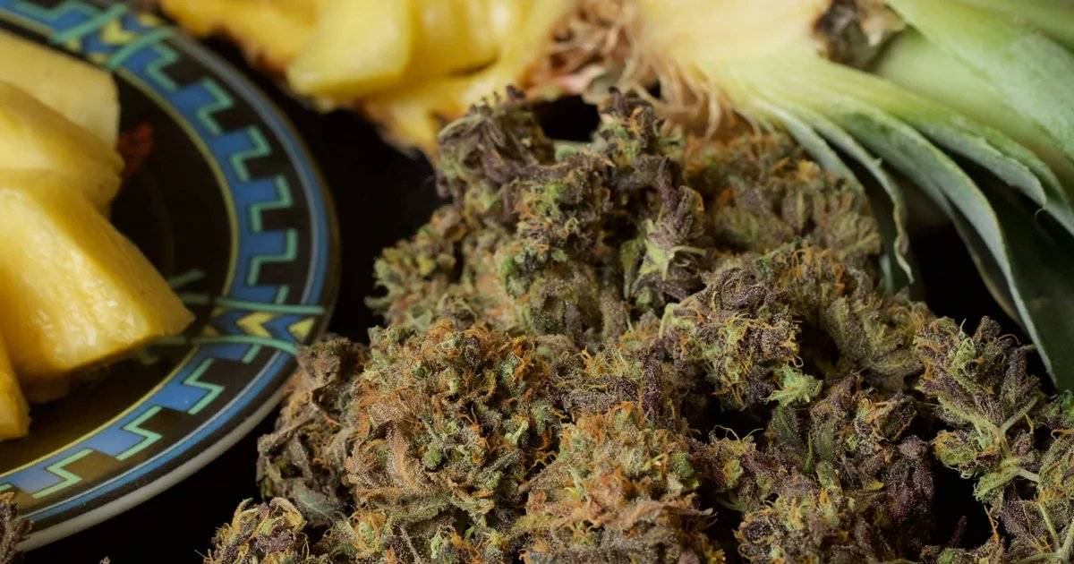 HerbiesSeeds's tweet photo. 🌬Couch-locking stone
🌿Pineapple Chunk (Barney's Farm)
⚖️ 600 g/m² indoors
⏳ 63 - 70 days
📷 By: TheDoctor (growdiaries)
#herbiesseeds #seedbank #fastbuds #grower #autoflower #feminized #plant #sweetseeds #seeds #dnagenetics #sensiseeds #rqs #pineapplechunk https://t.co/YzrzFrcN8b