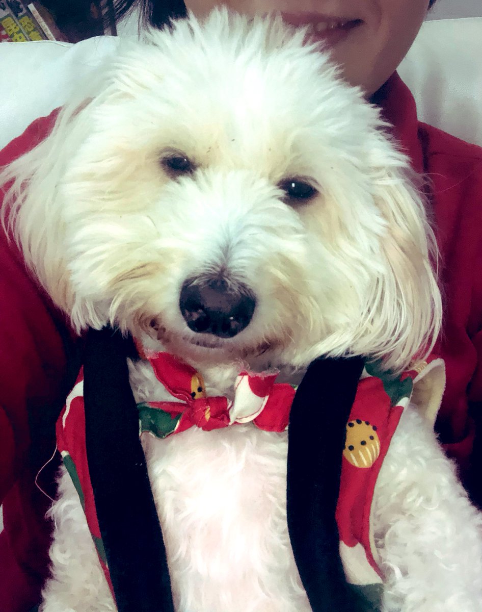 RibbonFrise's tweet photo. こんばんはー

みくちゃん　9歳

抱っこしてまーす。

久しぶりに抱っこ写真でーす。 https://t.co/tZV1cGTY71