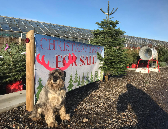 biggreenplant's tweet photo. First weekend selling Christmas Trees and Herbie is so excited!! Its our favourite time of year #nordmannfir #christmastree #thebigreenplantcentre #christmas #festiveseason https://t.co/1AsjdI2hiO