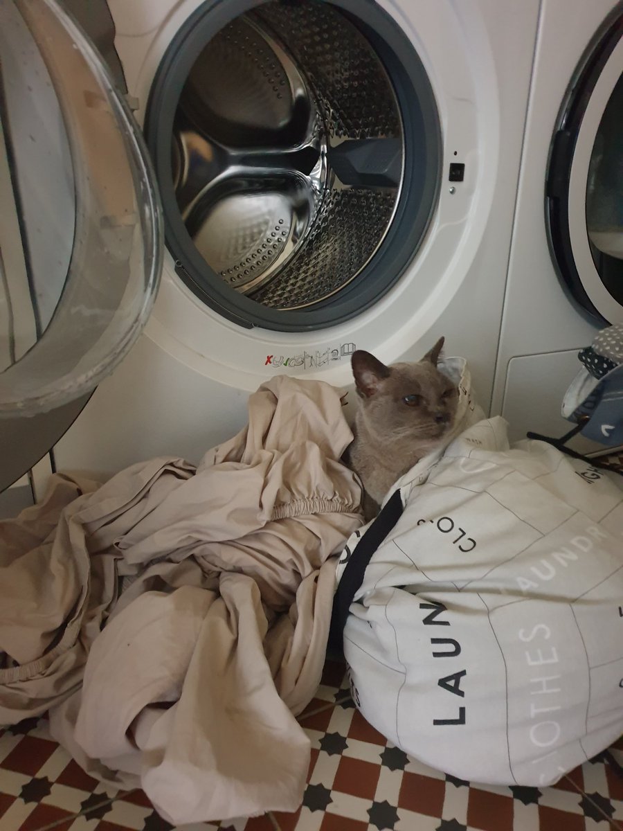 em_thinksaydo's tweet photo. Well that's the cat out of the laundry bag #Caturday #CatsOfTwitter #cats https://t.co/A3cb5SkRXA