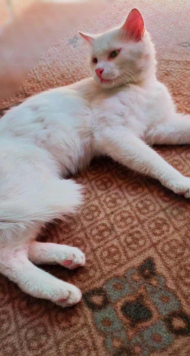 its_monam's tweet photo. Some angels don’t have wings, sometimes they have whiskers.
Don't forget,
Somewhere between Hello and Goodbye, There was love. So much love...💔😔 https://t.co/e4bCxe6ZeW