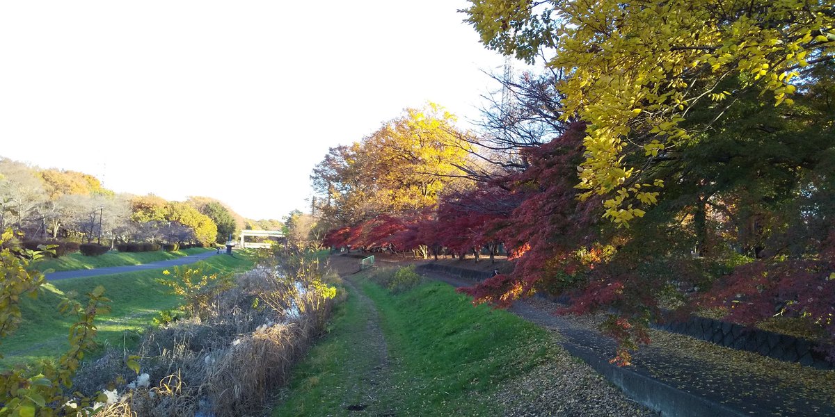 RZRBDPfe5inSutq's tweet photo. 今日も青空全開！！
野川公園で紅葉を楽しみました✨

#野川公園
#紅葉
#もみじ
#気象予報士 https://t.co/WpDPWEtIYl