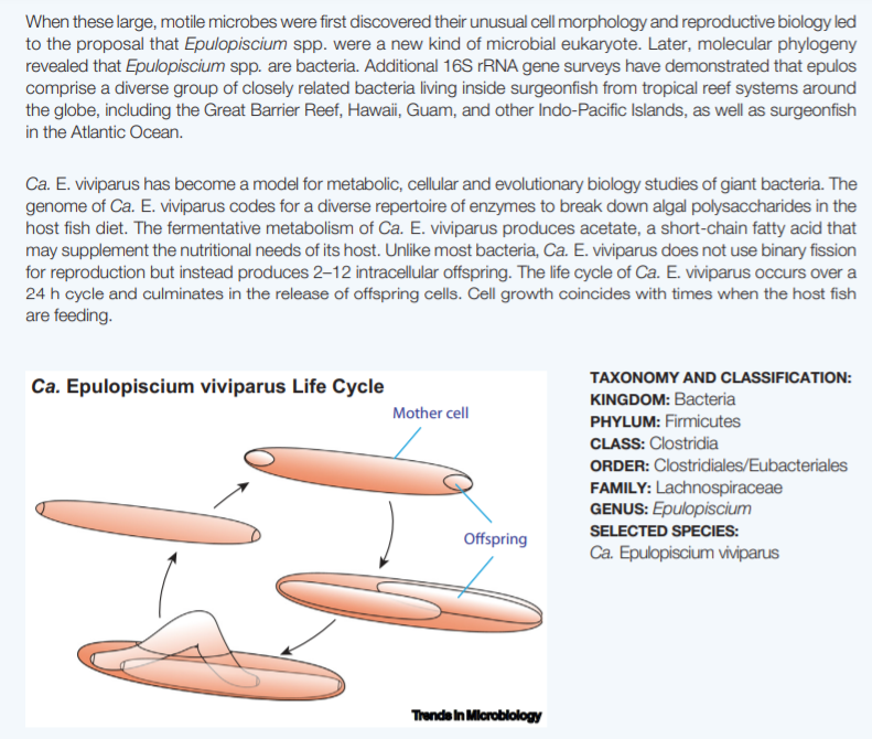 TrendsMicrobiol's tweet photo. Out online now:
Microbe of the Month - Epulopiscium spp. by Esther Angert 
@CornellCALS @CornellMicrobio 

https://t.co/Yt8yNg5Mok https://t.co/oBItyv5N7C