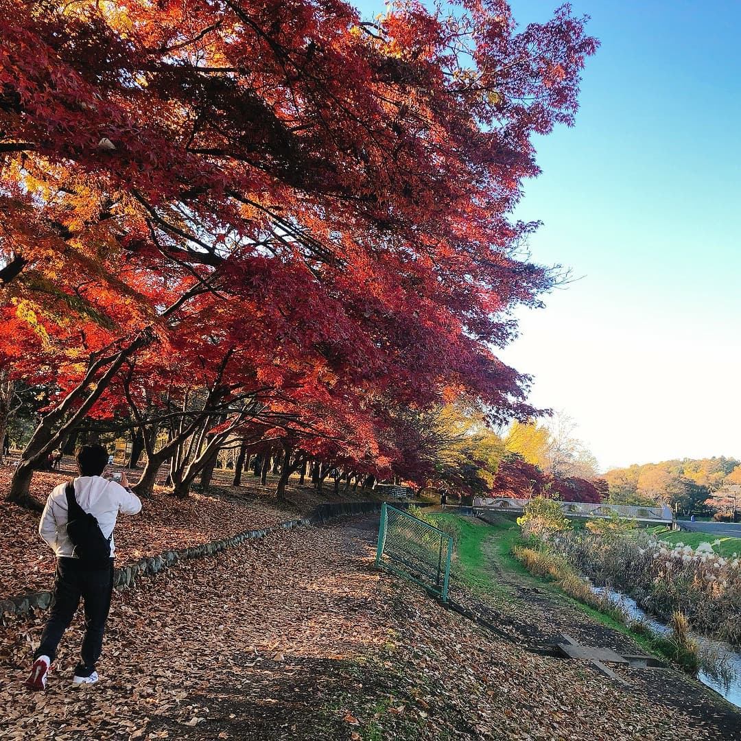 RZRBDPfe5inSutq's tweet photo. 今日も青空全開！！
野川公園で紅葉を楽しみました✨

#野川公園
#紅葉
#もみじ
#気象予報士 https://t.co/WpDPWEtIYl