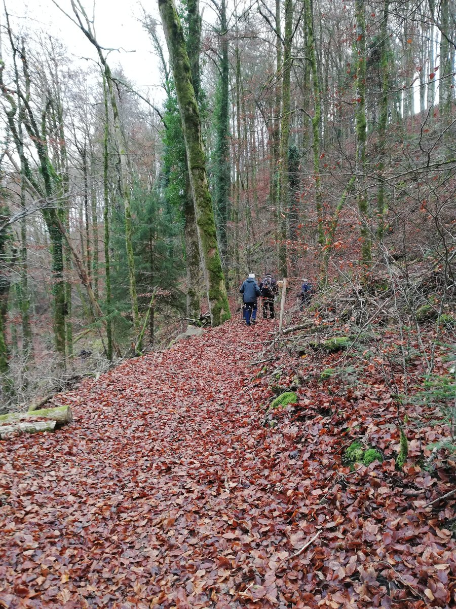 HSderSchreiber's tweet image. Das #Wandern im #Spätherbst auf Laubwegen kann angenehm sein.