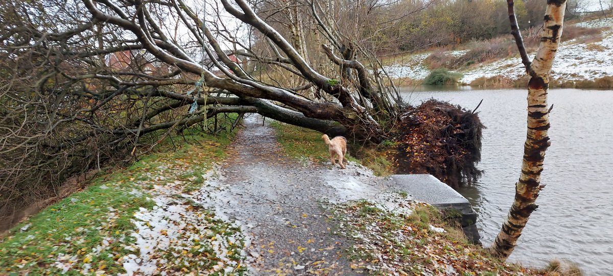 A bit of storm damage near Littleborough this morning. <a href="/ChadWeather/">Oldham Weather</a>