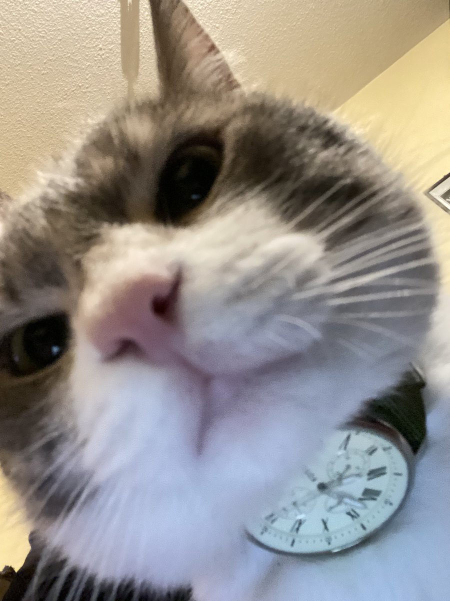 TempusShop's tweet image. Voici nos 4 nominés pour gagner la fameuse Seiko Worldtimer 

1) @FrankyInvalid alias Roronoa Zoro 
2) @Mr_Babounee et son cabot
3) @kamss34 et le gâteau Tudor 
4) @b_sof1 et son matou 

A vos votes ! (Sondage sous ce tweet)