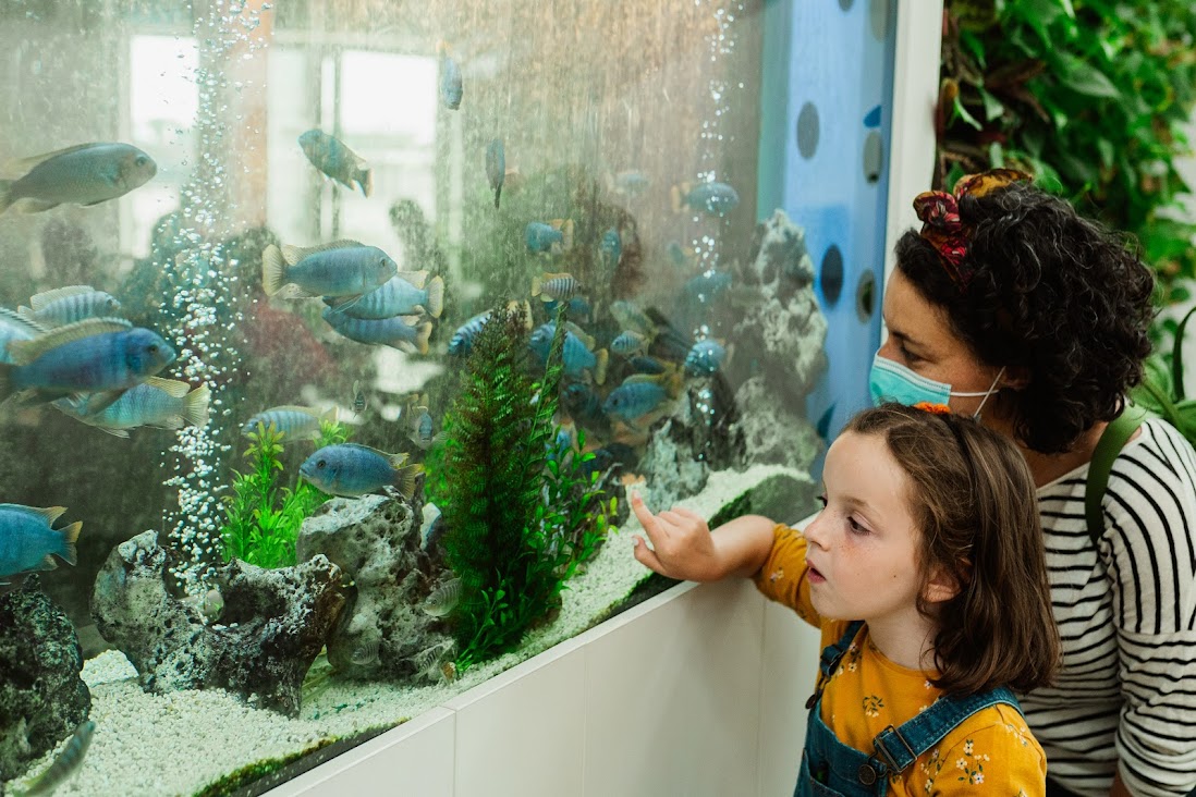 Techniquest's tweet photo. Something fishy is going on at Techniquest.... and we need your help! 🐟🐟🐟🐟
Have a read of our blog and feel free to share to help in our quest 🙏
https://t.co/XFayKXT9WD
#fish #tropicalfish #cardiffbloggers https://t.co/BE65Om8kcc