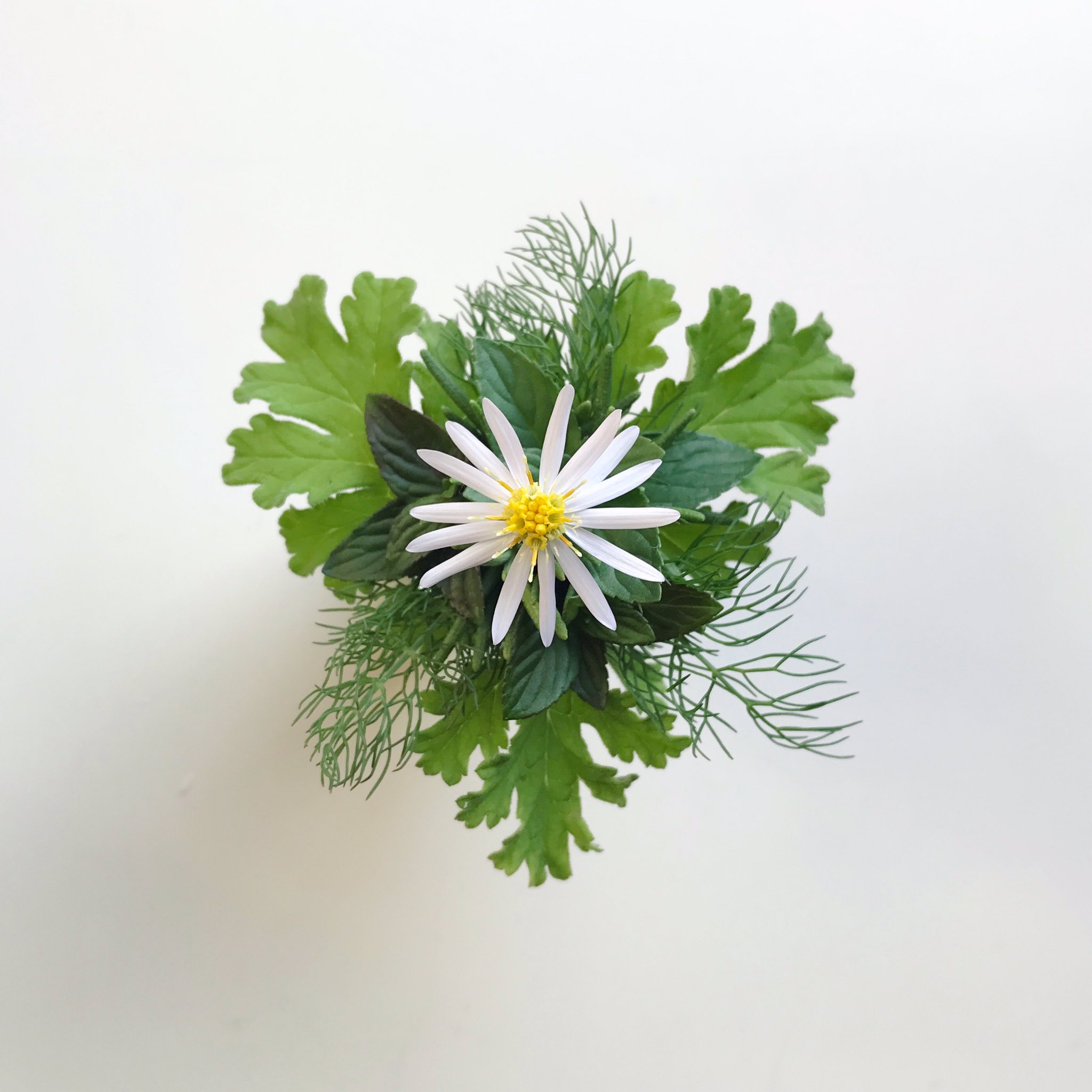 ミルテ 好き嫌い 占うときに よいように 奇数の花弁 選び束ねる シロヨメナ 野の花ブーケ タッジーマッジー T Co Mw3gxhiy5w T Co Rkbj5ozvm6 Twitter