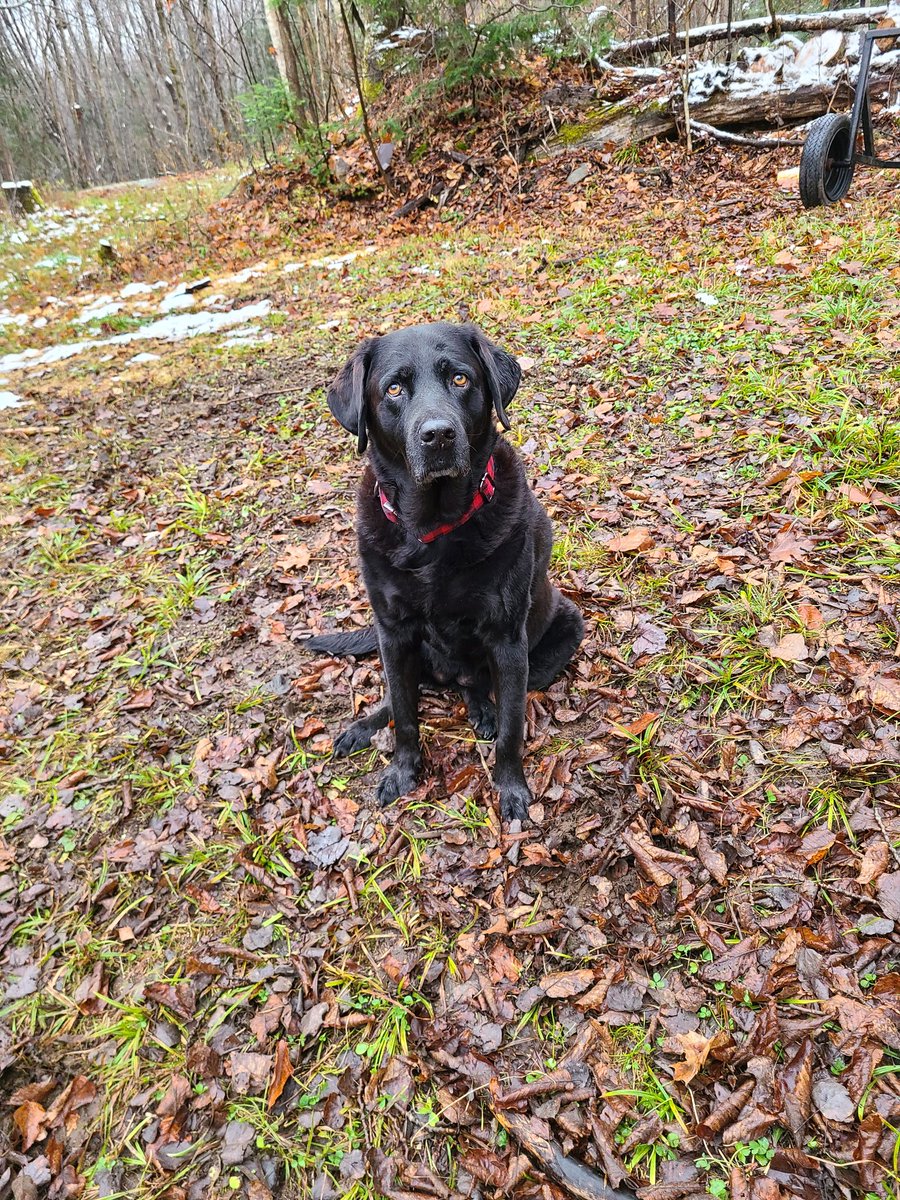 Happy 12th Birthday Cabela!
#dogsoftwitter 
#labs