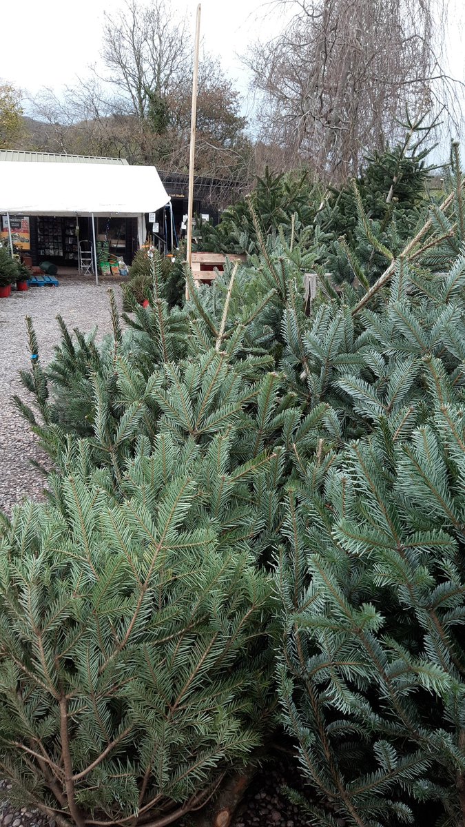 Despite  #StormArwen we are open for Christmas tree  🎄  sales this morning