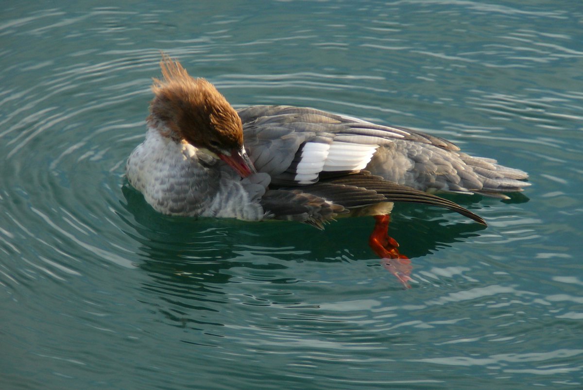 DrNiemitz's tweet photo. Merganser on an alpine river, cleaning its feathers. Have a lovely weekend everyone. - Gänsesäger auf einem Fluss in den Alpen. Putzt sich heraus. Allen ein schönes Wochenende!
#NaturePhotography #birdphotography #Mergus #Wallis #birdwatching #Vogelschutz @NABU_Biodiv #Umwelt https://t.co/pjmMSKYKOF