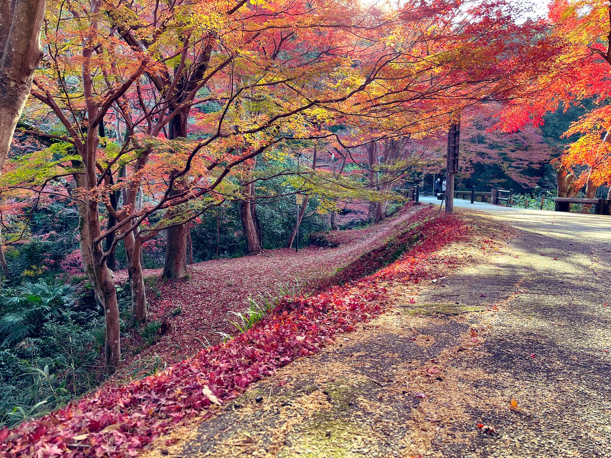 zover5's tweet photo. 真っ赤な紅葉が綺麗🍁

#紅葉 https://t.co/IX7k3aSUCb