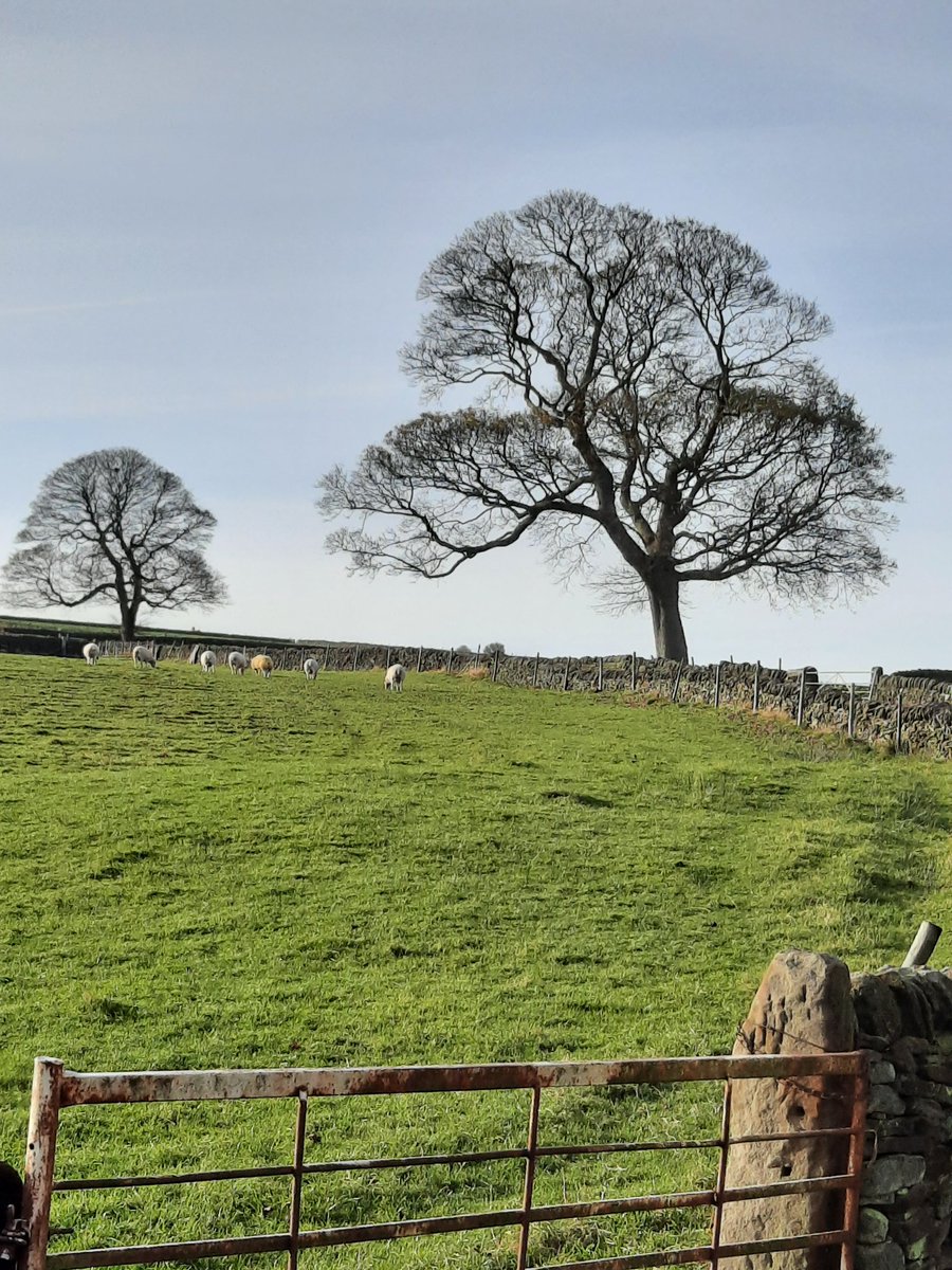 Magnificent leaf-bare mature sycamores at my childhood home, Syke Farm, #Penistone, South Yorkshire. My cousin Graham's sheep are loving the lush grass.