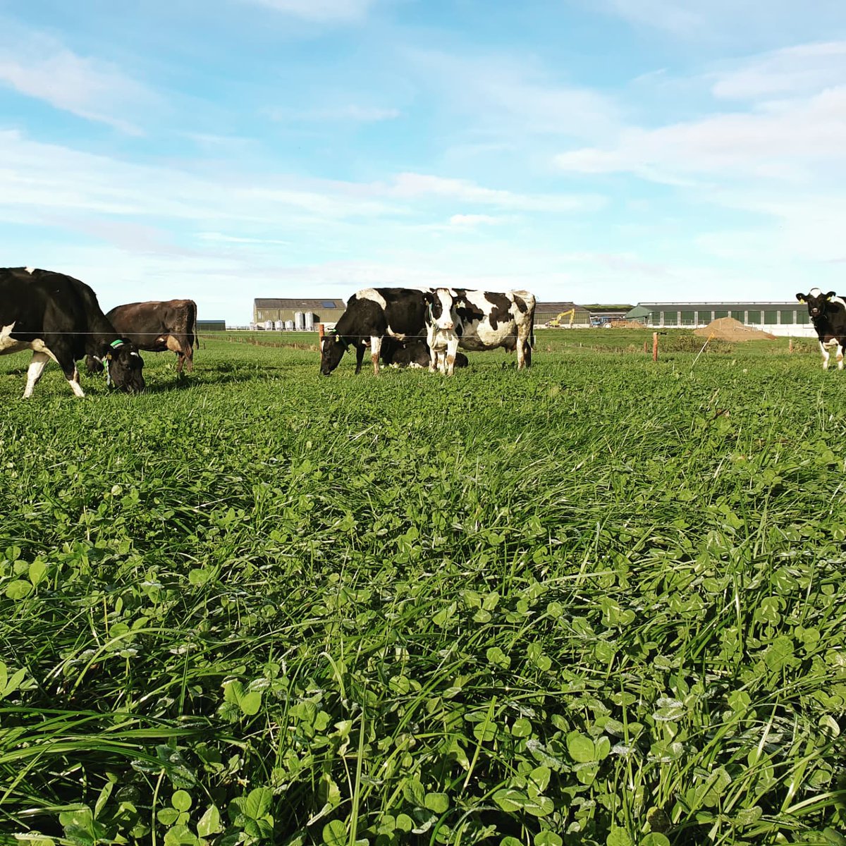 EllenFi48209583's tweet photo. So after 3 challenging yet super rewarding years I've officially broken up with my plate meter and am taking a break from clover separations 😂🙌 PhD trial work complete ✅ and on to the next chapter now #Thesis #WhiteCloverToMilk https://t.co/KBjZduercf