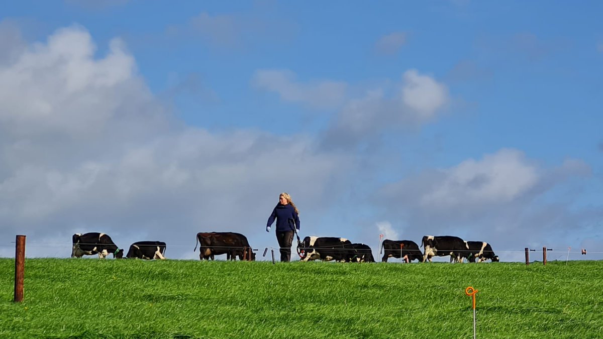 EllenFi48209583's tweet photo. So after 3 challenging yet super rewarding years I've officially broken up with my plate meter and am taking a break from clover separations 😂🙌 PhD trial work complete ✅ and on to the next chapter now #Thesis #WhiteCloverToMilk https://t.co/KBjZduercf