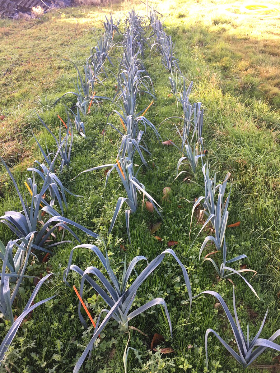 Grand ours tweet media