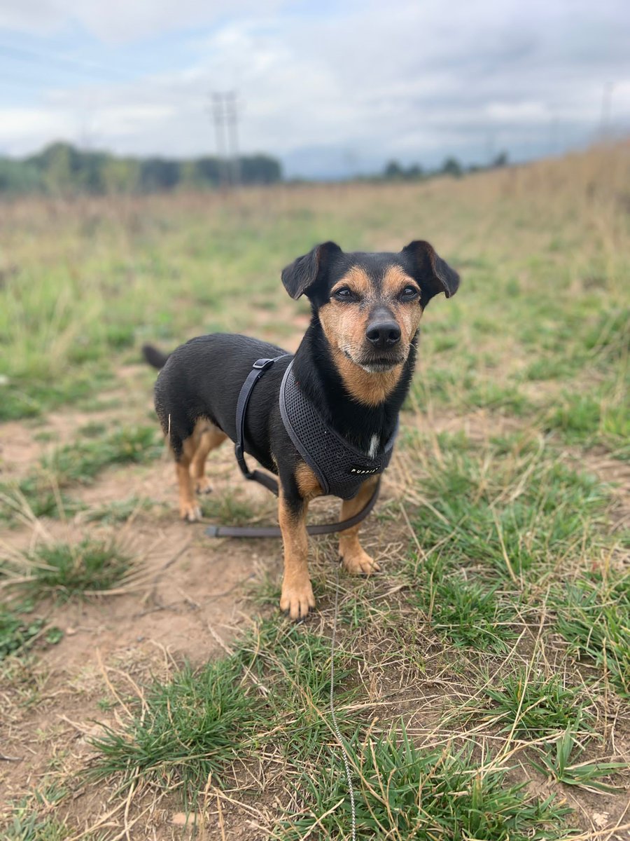 Our mission is “To bring love and expert care to every pet household, in every community.”

Wherever we can, we will promote wellbeing and safety for all pets, everywhere. 

#petcare #derbyshire