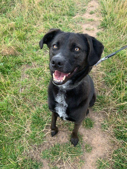 We’re available 7 days a week, even when your regular pet carer is on holiday or poorly.

#queenof #SBS #derby #petcare