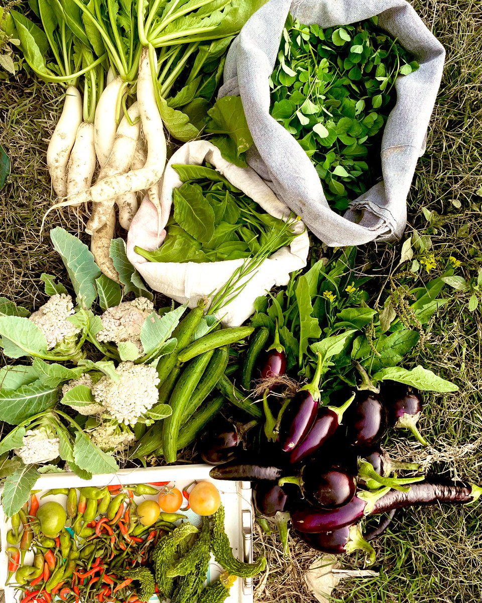 #weekendharvest