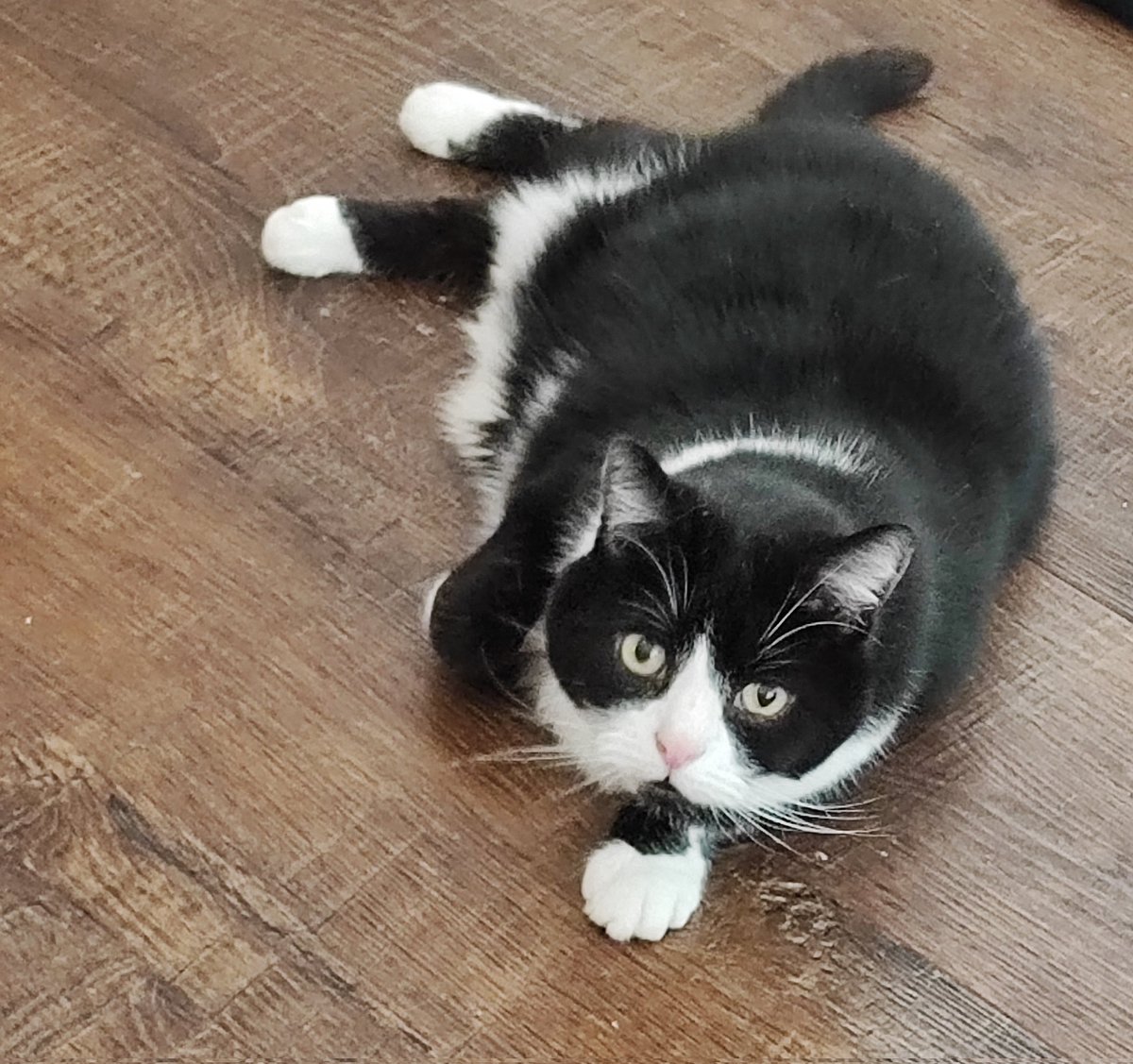 pingukittycat's tweet photo. Happy #Caturday peeps meow 😻#tuxiesrule #CatsOfTwitter #tuxieclub #Tux https://t.co/DIXwo6cbov
