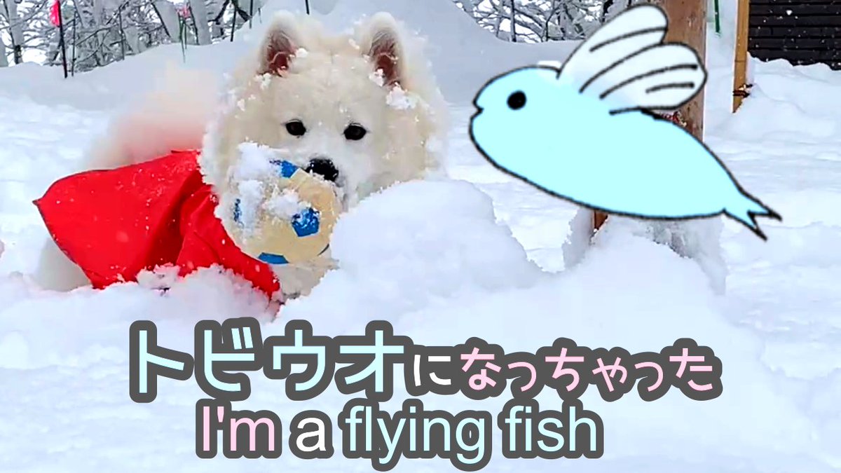 Luckyandcat's tweet photo. 💛めっちゃ可愛い💛トビウオになった Kawaii LUCKY in Snow "link to airbnb detail at Descriptions below the video" https://t.co/JTRHiHLOB5 via @YouTube #snow #niseko #grandhirafu #airbnb #japan #ski #snowboarding #samoyed #雪 #ニセコ #グランヒラフ #エアビー #スノボー #サモエド https://t.co/Wm478QmEfd