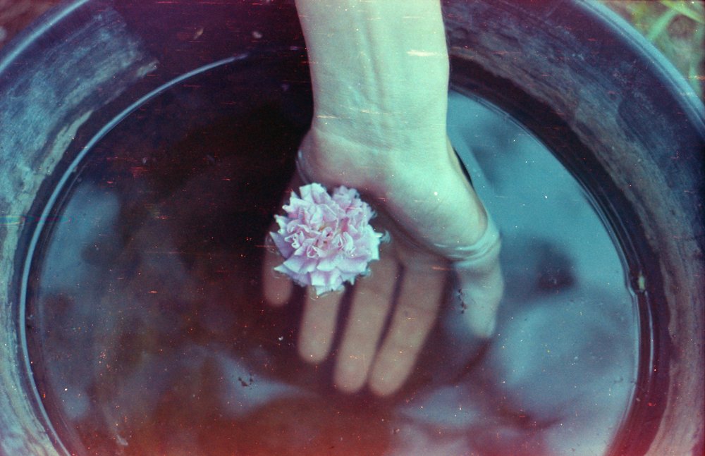 BarbaraBezina's tweet photo. Una rosa
https://t.co/6C16FoAg1u
#analog #photography
#zenit #filmphotography #lomography #clouseup #art #barbarabezina #hive https://t.co/HfeQcQnsKn