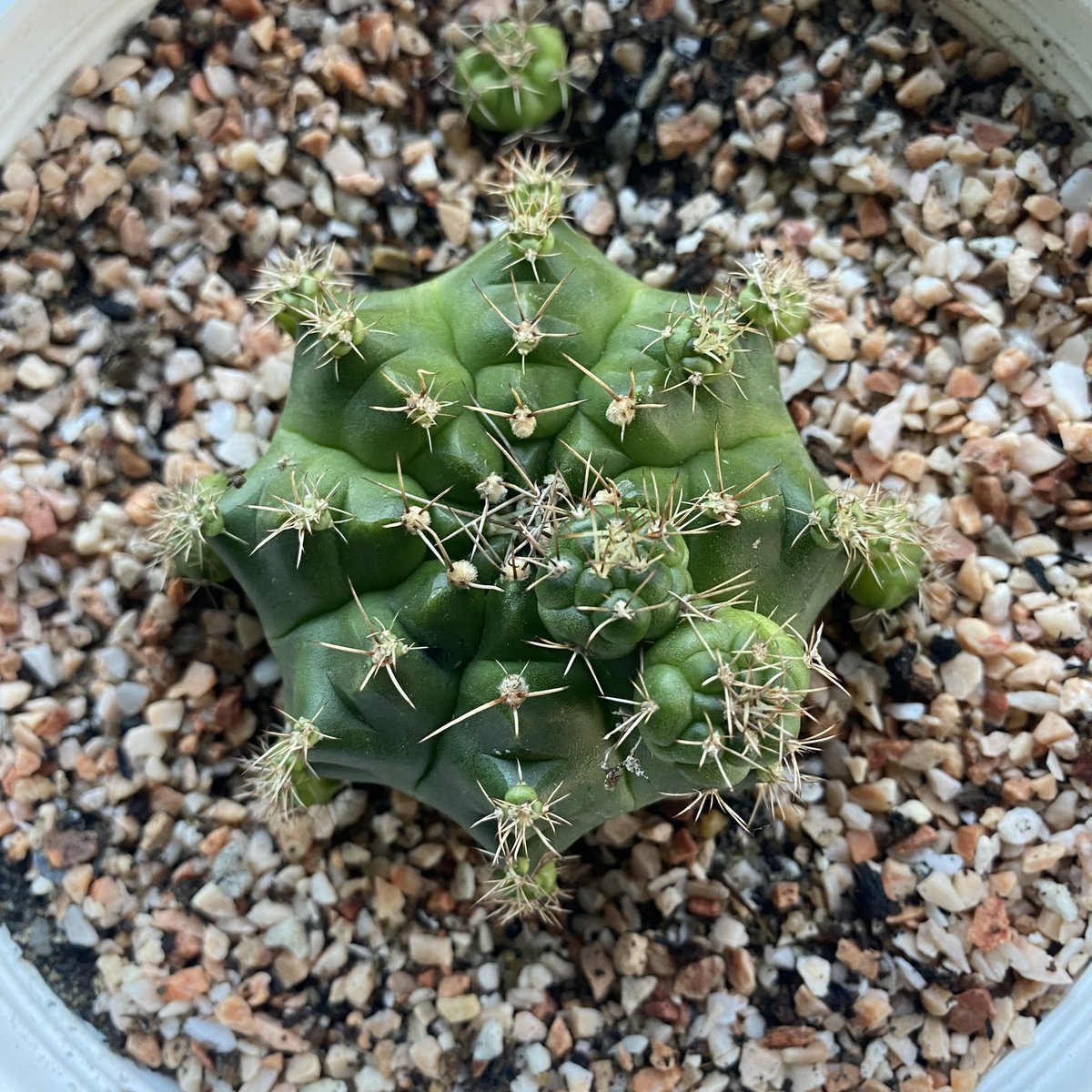 CactusDoubleK's tweet photo. แม่ลูกดก ไซส์แม่พันธุ์เลยงับ ต้นใหญ่มากกกก #ยิ���โน #แคคตัส #cactus https://t.co/3hVN4bljMP