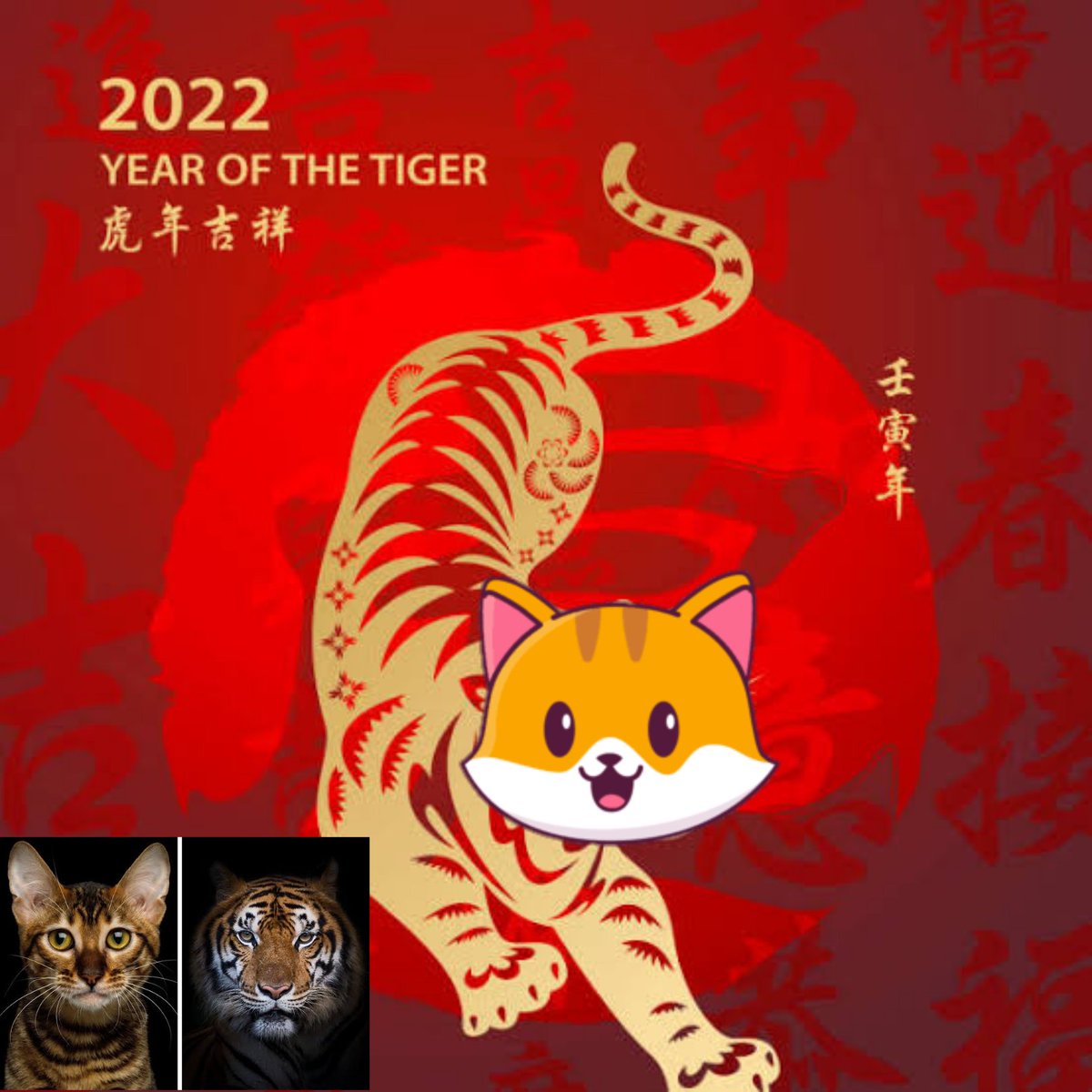 cryptomike720's tweet photo. Is it just coincidence that 2022 is a year of the tiger and also a year when $CATE will continue to trend? Tiger is the largest living cat species and an apex predator. I see the same trait in #catecoin which is preying among its meme counterparts. Meow is now becoming a roar. 💪 https://t.co/JADE9xZCRX