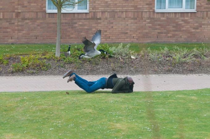 We’ve introduced Wellness Geese to campus to help students de-stress during the exam period.