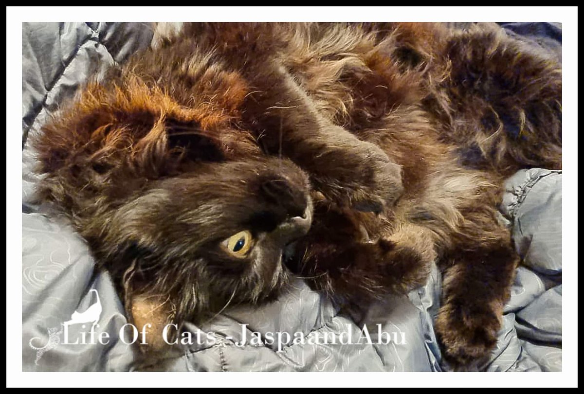GodILoveThisCat's tweet photo. That belly though..Purrfect♡
#godIlovethiscat #catsofinstagram #cat #of #catstagram #instagram #catlover #catlovers #catlife #instacat #meow #pets #kitten #kittens #catoftheday #kitty #love #cute #pet #animals #dogs #gatos #world #gato #petsofinstagram https://t.co/NtnpOyzCP5