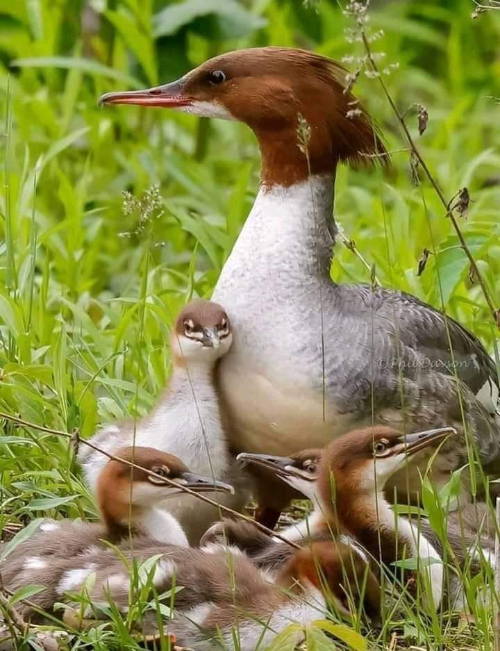 ✿ 𝕷𝖚𝖟 𝕬𝖟𝖚𝖑 ✿ tweet media