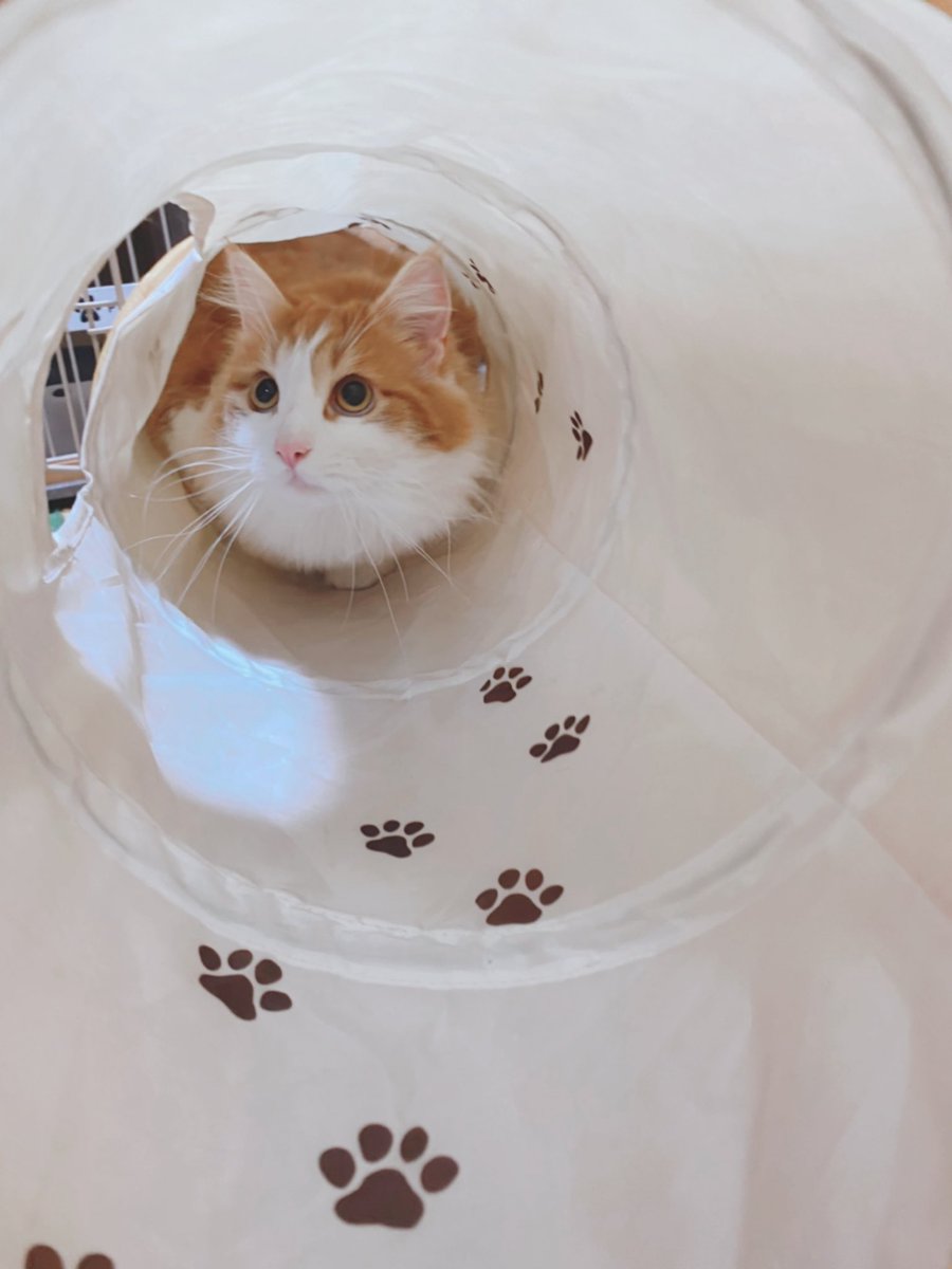 synrnmrak's tweet photo. これは飼い主不在中に勝手に飼い主の服の紐で遊んだ挙句、得意げな顔をしているうちのぬっこ🐈 https://t.co/mueKtlLyDw