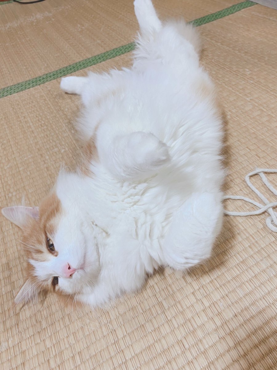 synrnmrak's tweet photo. これは飼い主不在中に勝手に飼い主の服の紐で遊んだ挙句、得意げな顔をしているうちのぬっこ🐈 https://t.co/mueKtlLyDw