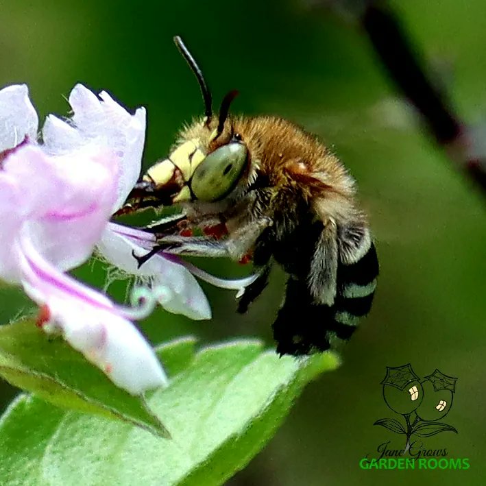 Finally found a male Blue-banded Bee! #NaturePhotography #nature #bees #nativebees #Australia #insects #savethebees