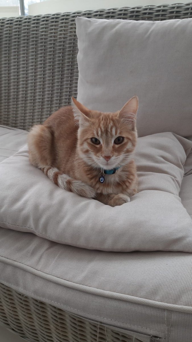 Mona, 5 aylık erkek. Tüm aşıları tam, hiçbir sağlık problemi yok. 2. yuvasından geri geliyor. Son zamanlarda etrafa tuvaletini yapmaya başlamış. Sorunun nedenini bulamadığımız için çözümünü bulamadık. Sahipleri istemiyor. Bir daha terk edilmeyeceği yeni yuvasını arıyoruz. ANKARA+