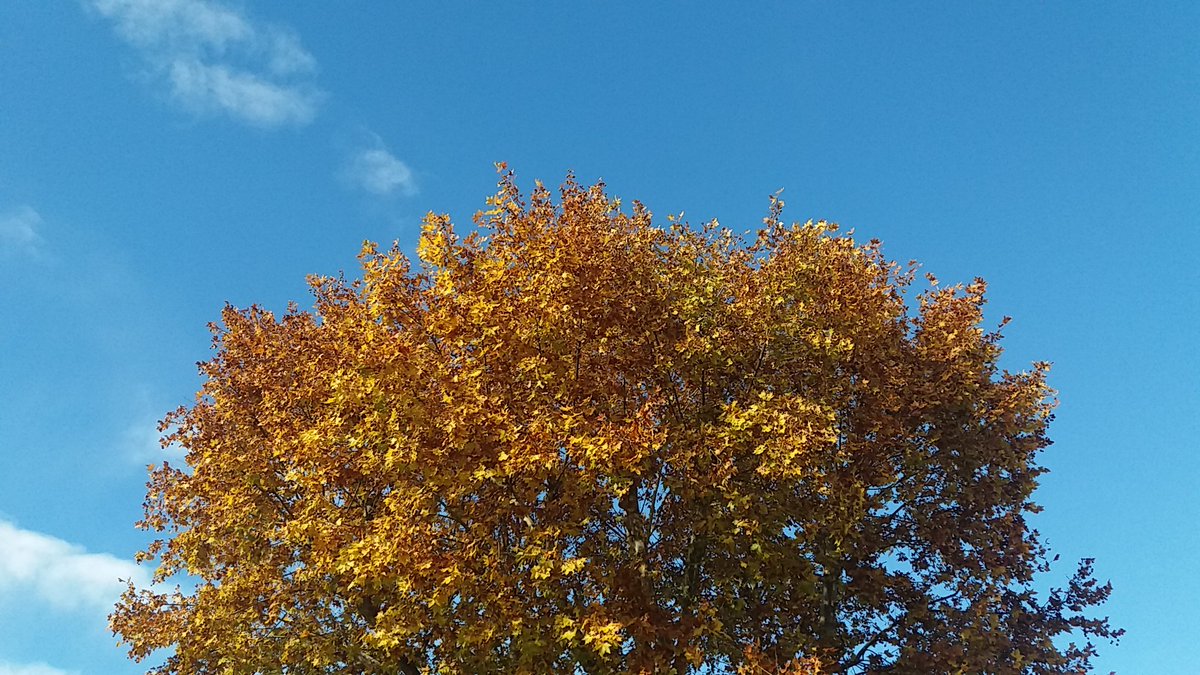 CapitánParras tweet media