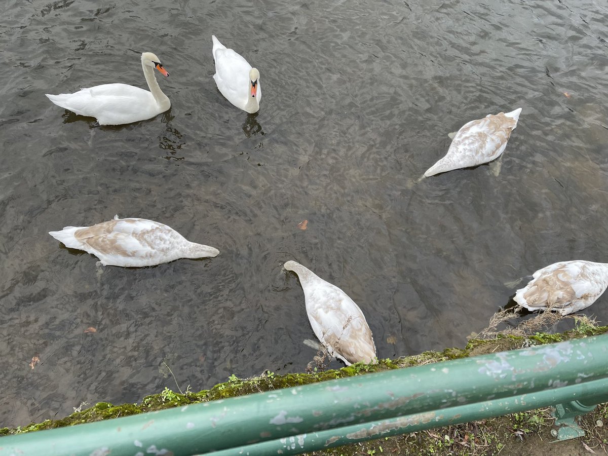 jakeahess's tweet photo. #NovemberPushUpChallenge 
Month target➡️3000=100 x30days
Day27✅300to go
Lots of support options today: chose the weir as it was less weird to do push-ups there! 
#ChooseUrSupportAndPushUp https://t.co/YEQCtTh4aB