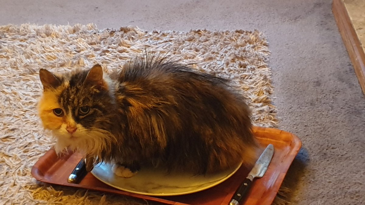 TjdaMod's tweet image. #Caturday

Dinner is served...