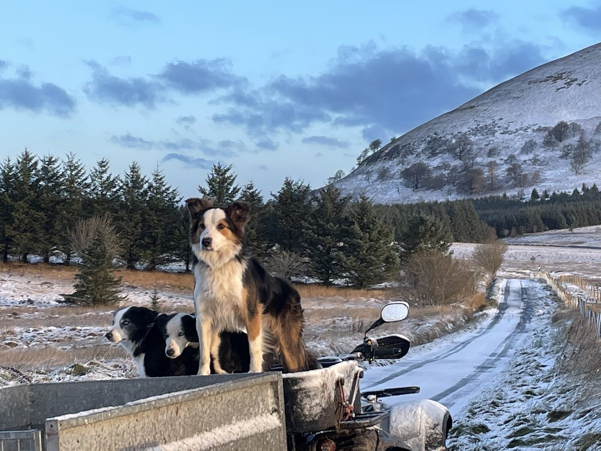 herdyshepherd1's tweet photo. Been offline so had no idea this had a name #StormArwen https://t.co/DJLEyhSjck