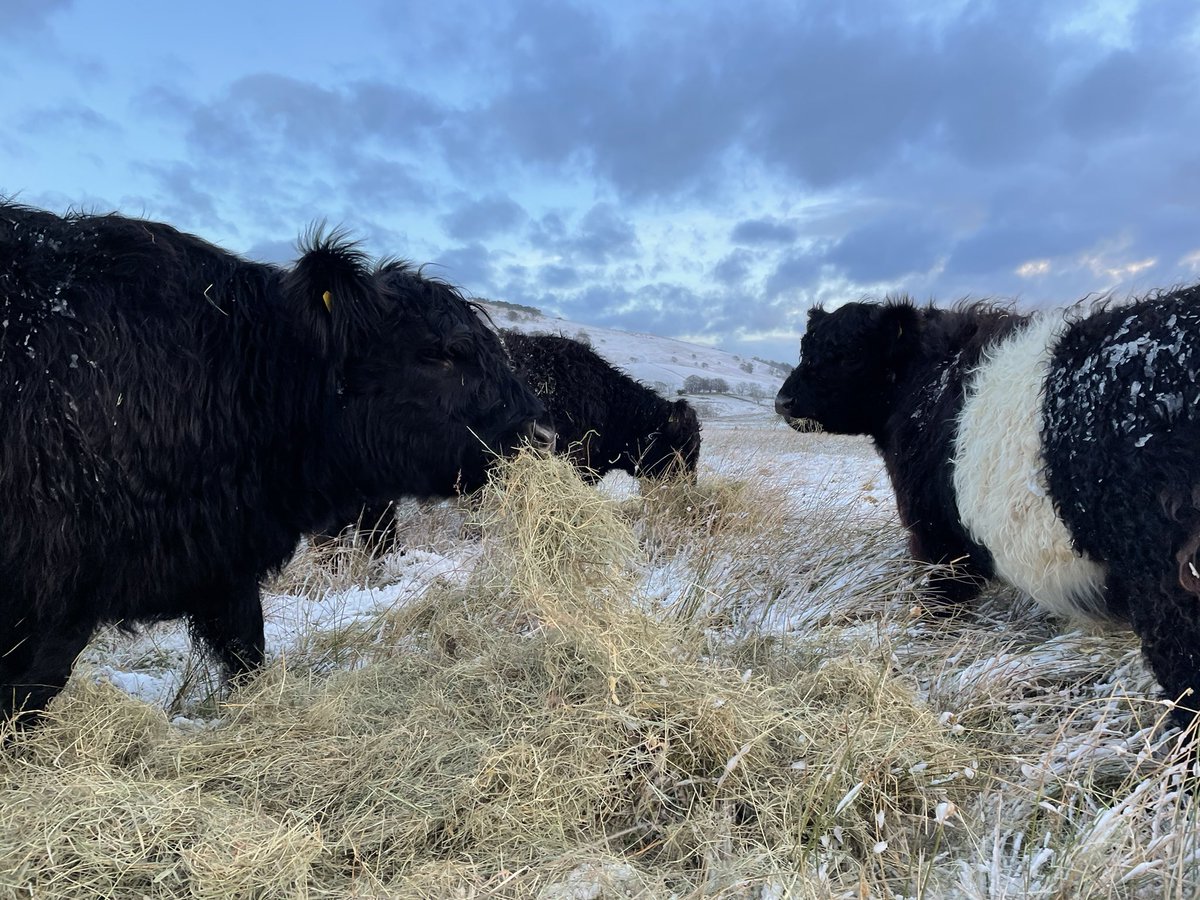herdyshepherd1's tweet photo. Been offline so had no idea this had a name #StormArwen https://t.co/DJLEyhSjck