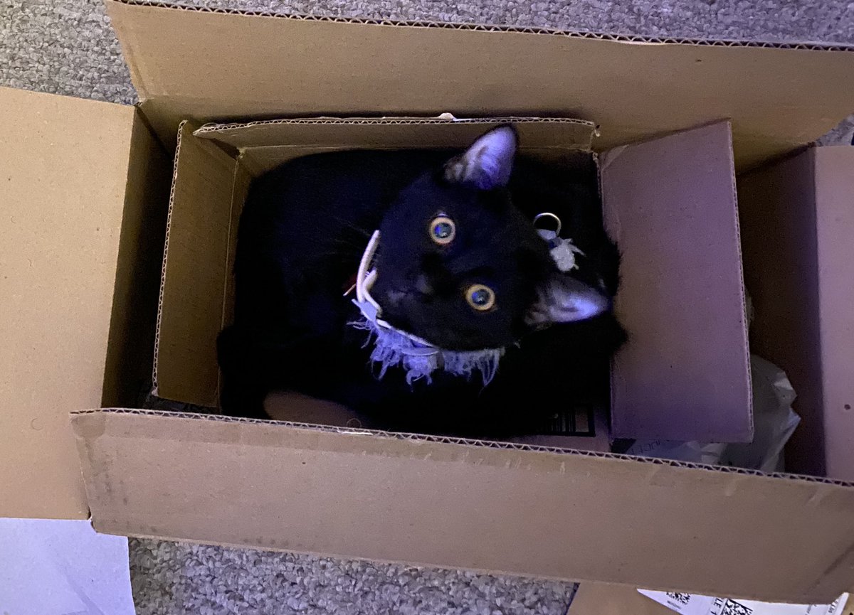 WednesFri's tweet photo. #caturday #catception
Boris is a #cat within a box, within another box, within our apartment. https://t.co/ogmSQ8MN58