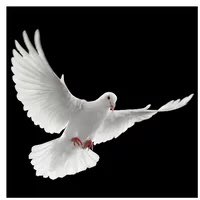 DamilolaTaylorTrust tweet media