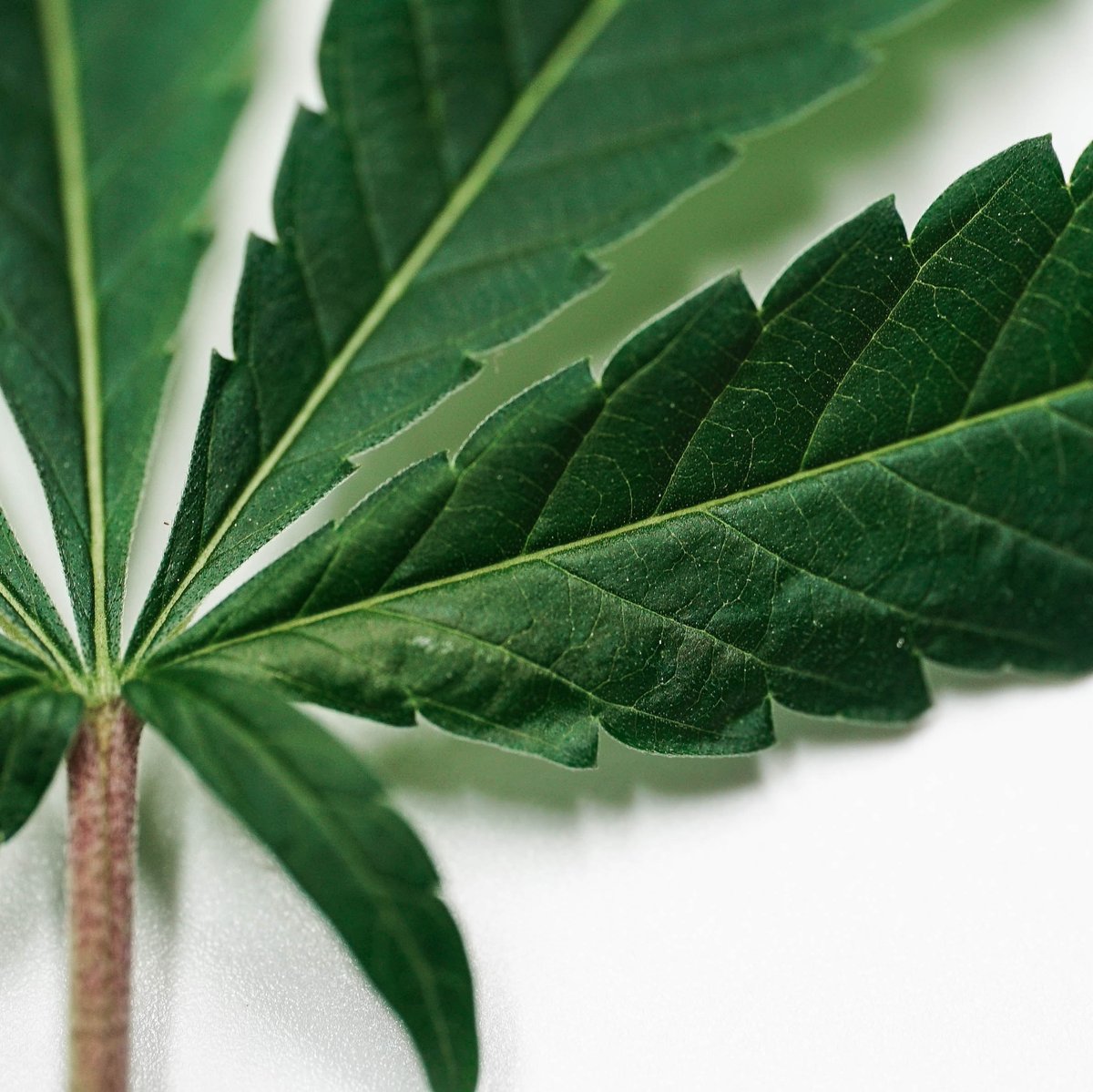 💥Ultimos días de BLACK WEEK Sensitive CBD💥
Aprovecha los super descuentos en todas nuestras tiendas y disfruta lo mejor del CBD: l8r.it/LmeG