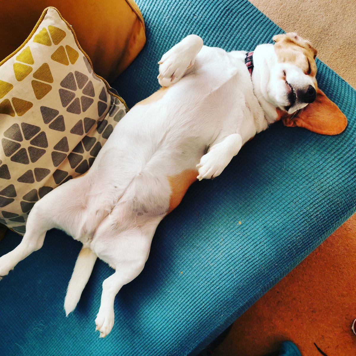 RioOfGlasgow's tweet image. Saturday sofa snoozes

#sofasnuggles #naptime #Saturday #beagle #saturdayvibes #morning