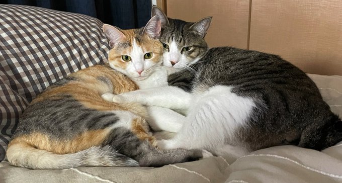 きみたちは本当に仲良しだね…☺️ 